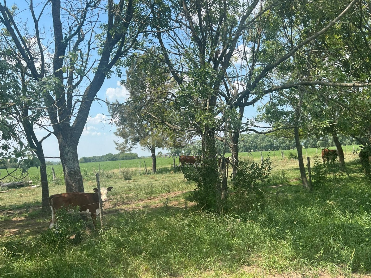 Campo Ref.245 - En venta campo de 175 has en Buenos Aires Argentina