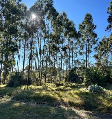 Oportunidad campo en Lavalleja 600 hectáreas forestadas