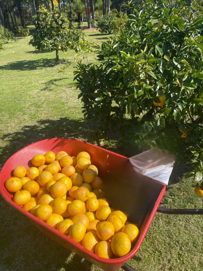 Chacra ID.5652 - ALQUILER CHACRA EN MANANTIALES