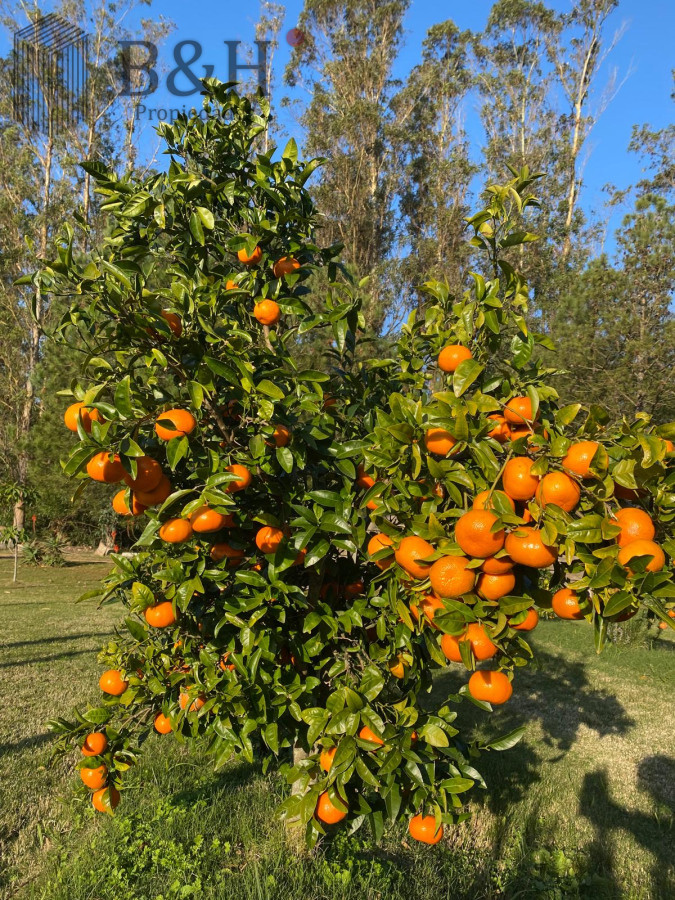 Chacra ID.5652 - ALQUILER CHACRA EN MANANTIALES
