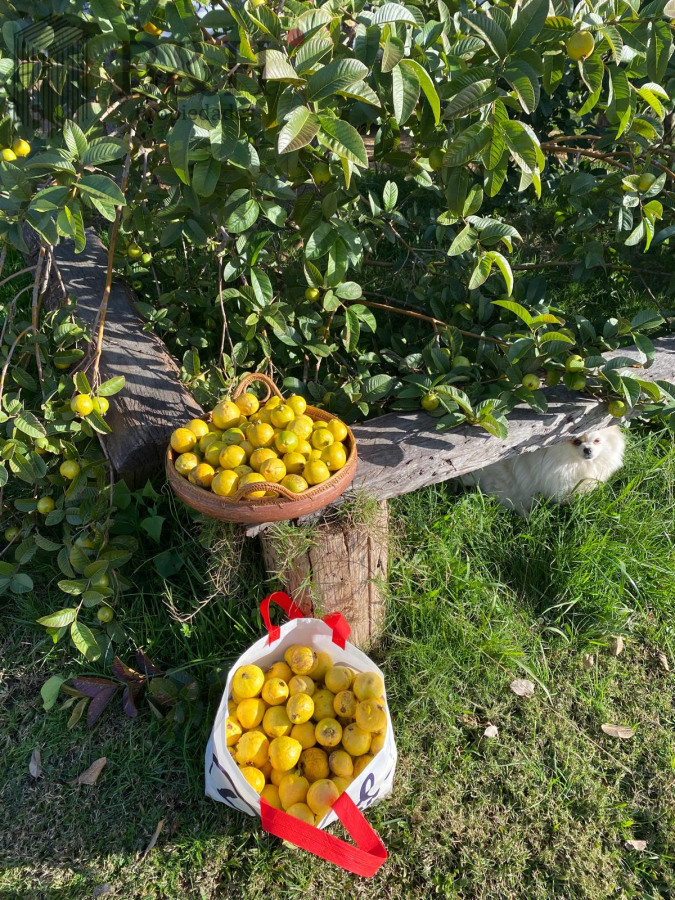 Chacra ID.5652 - ALQUILER CHACRA EN MANANTIALES