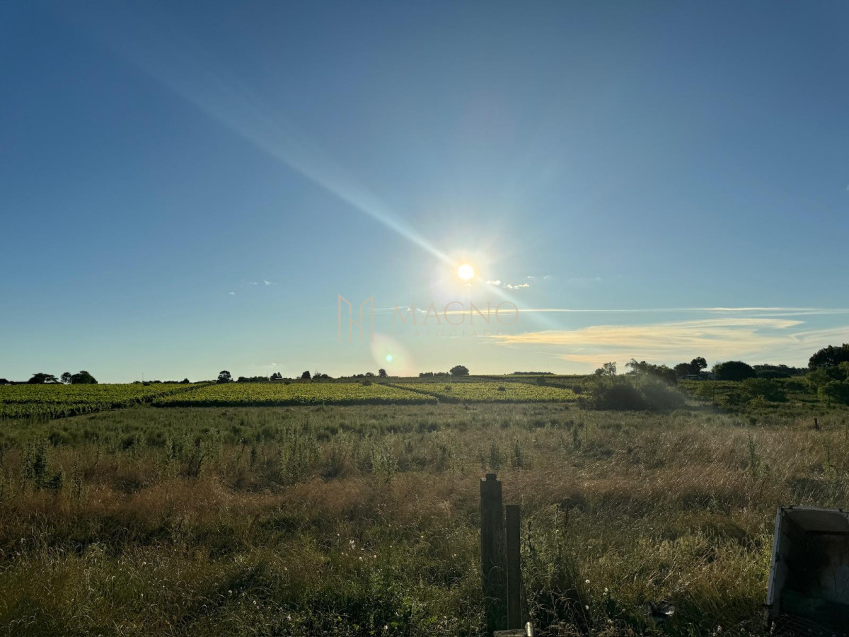 Campo Ref.604 - Terreno de 5 hectáreas con viña sobre ruta 33 
