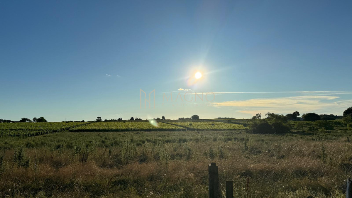 Campo Ref.604 - Terreno de 5 hectáreas con viña sobre ruta 33 