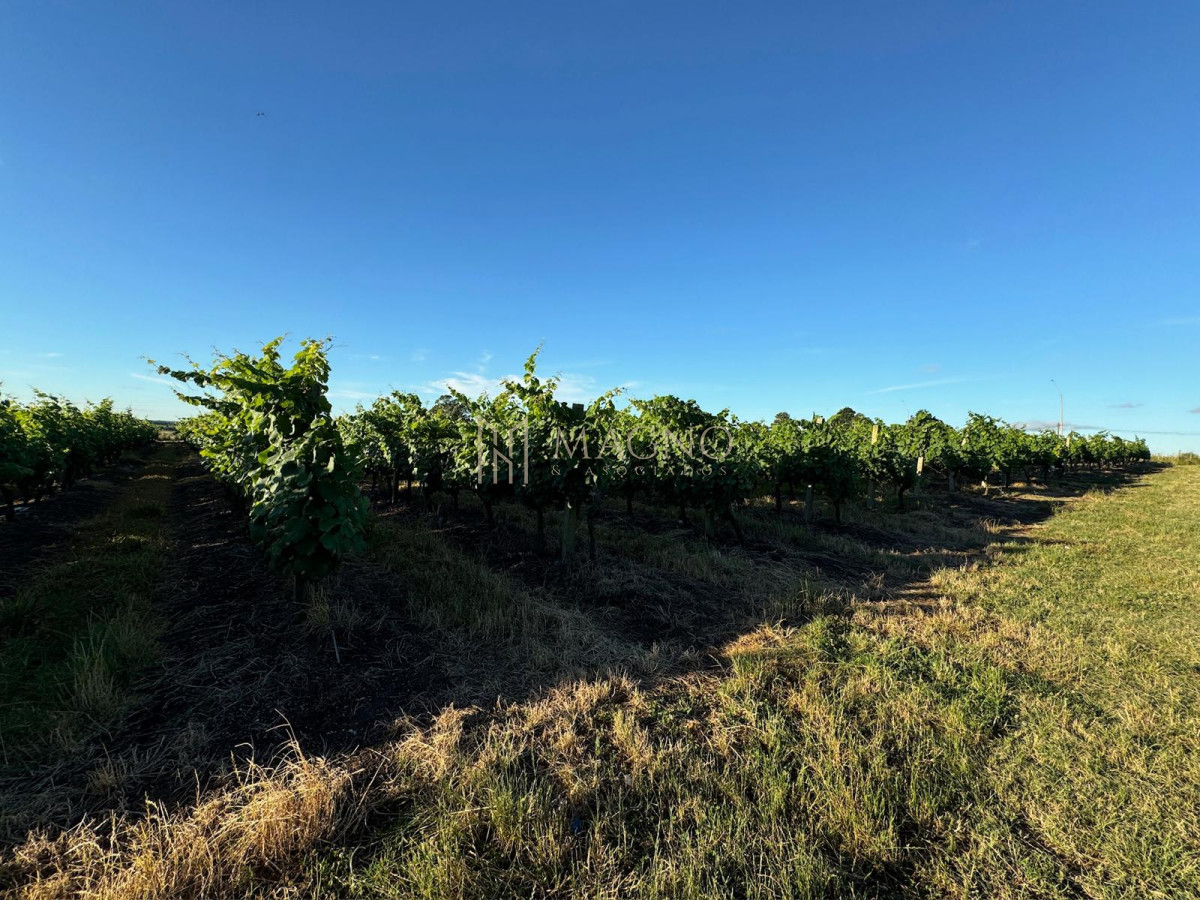 Campo Ref.604 - Terreno de 5 hectáreas con viña sobre ruta 33 