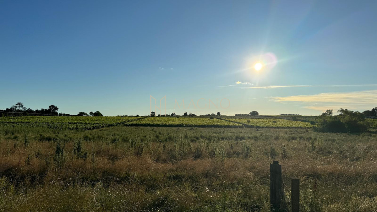 Campo Ref.604 - Terreno de 5 hectáreas con viña sobre ruta 33 