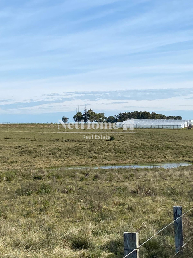 Chacra ID.915 - CAMINO CERRO EGUZQUIZA 5 HECTAREAS EN VENTA 