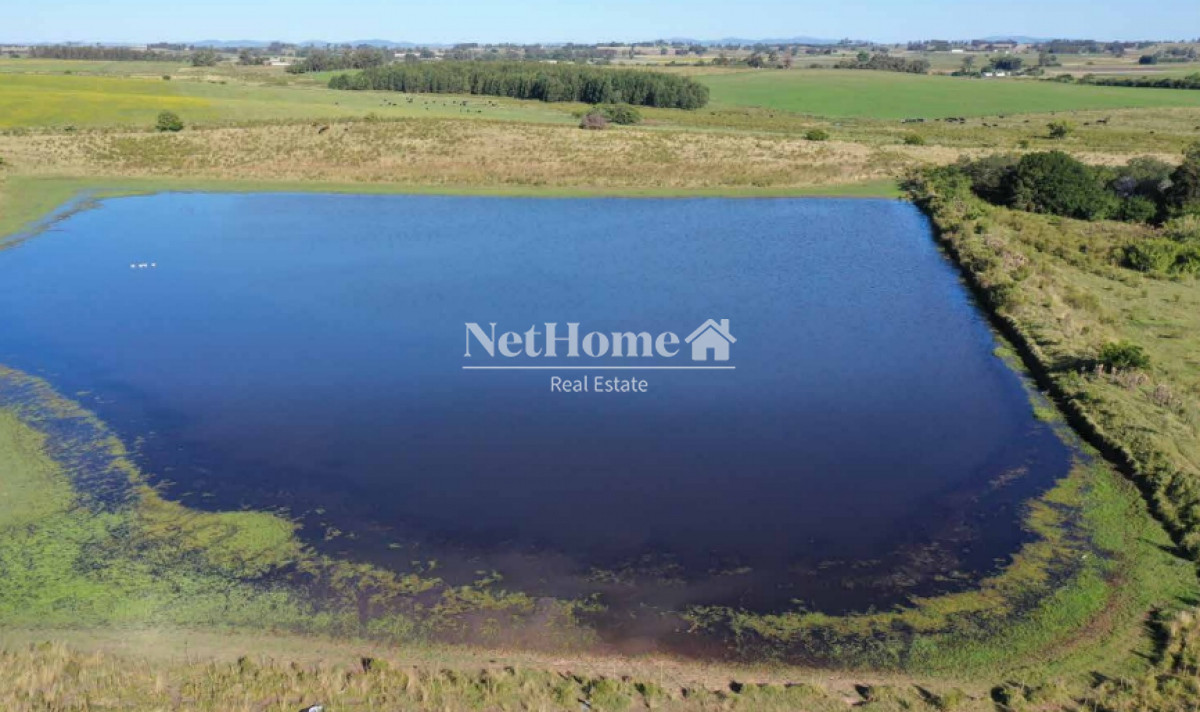 Campo Ref.295 - 148 Ha Establecimiento Migues