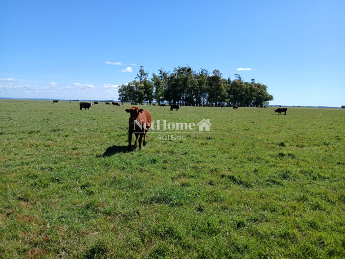 Campo Ref.980 - Campo Ganadero en el Corazón de Maldonado