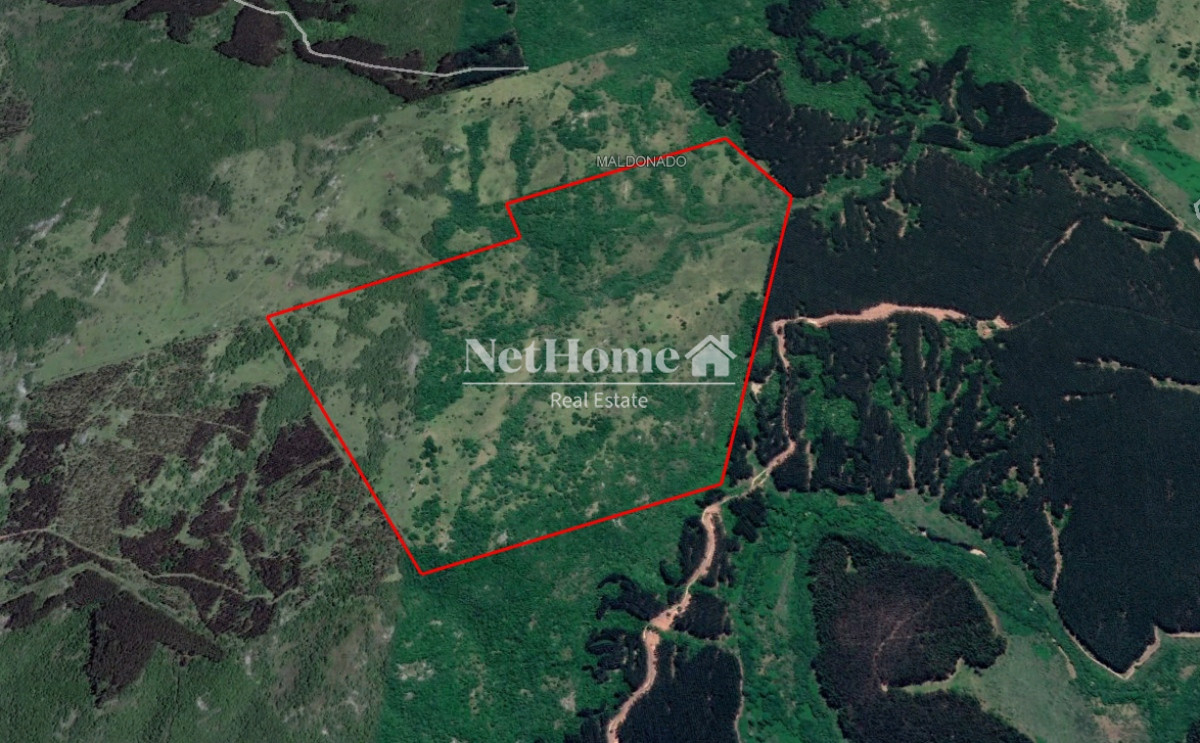 Campo Ref.294 - 98 Ha Establecimiento en Maldonado