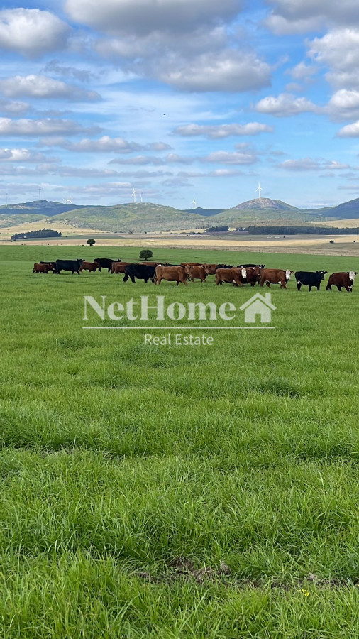 Campo Ref.304 - Campo 500Ha Ganadero-Agricola Minas
