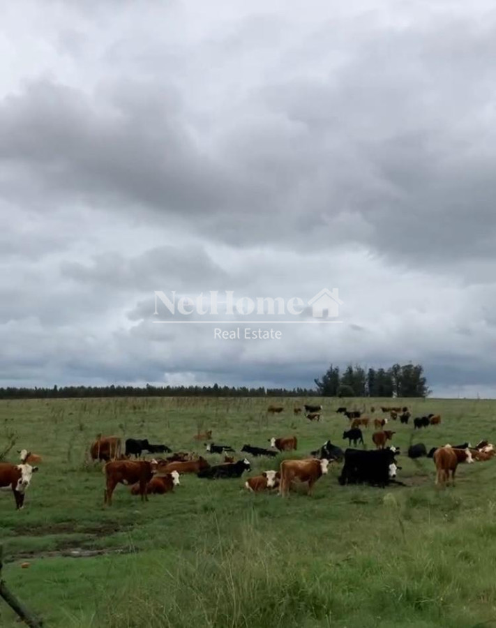 Campo Ref.622 -  Venta Campo 370 has Pan de Azúcar