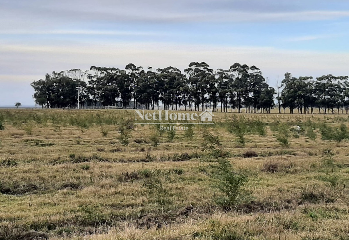 Campo Ref.305 - Campo 55Has Forestal-Turistico Pueblo Nuevo