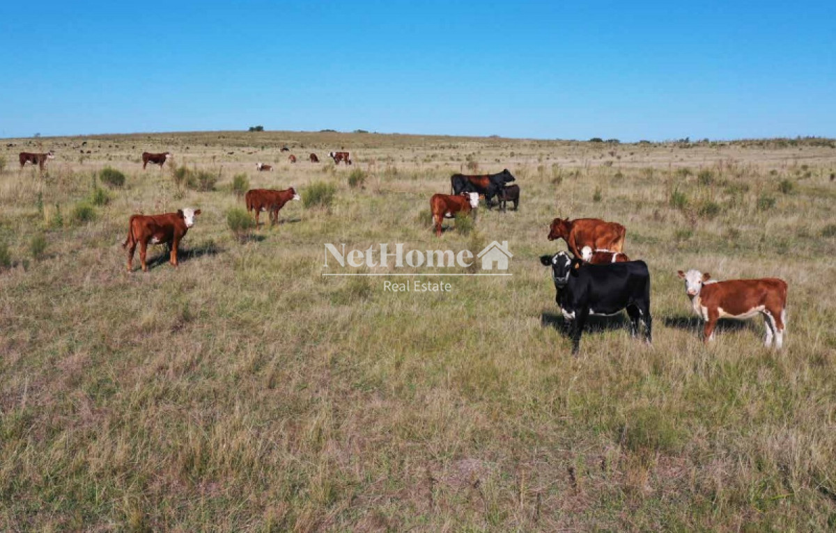 Campo Ref.295 - 148 Ha Establecimiento Migues