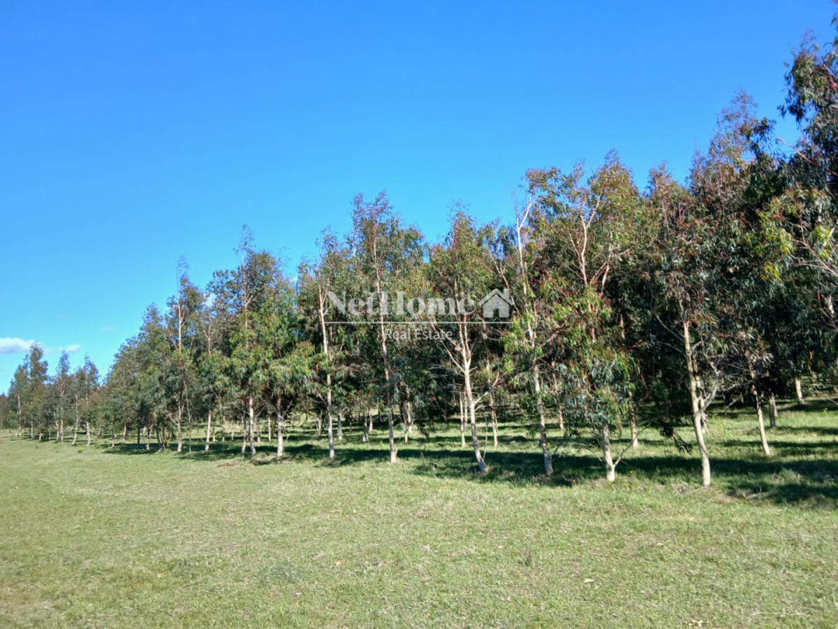 Campo Ref.305 - Campo 55Has Forestal-Turistico Pueblo Nuevo