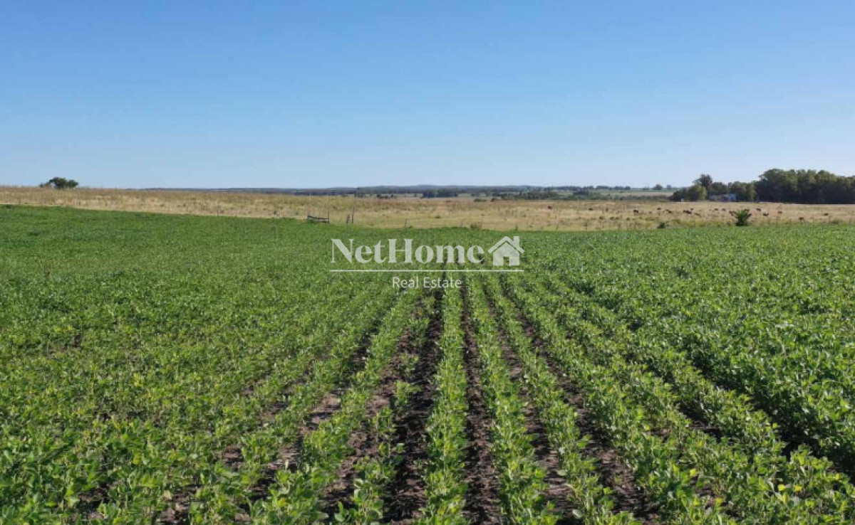 Campo Ref.295 - 148 Ha Establecimiento Migues
