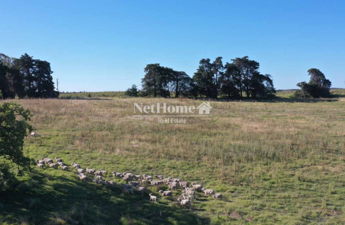 Campo Ref.295 - 148 Ha Establecimiento Migues
