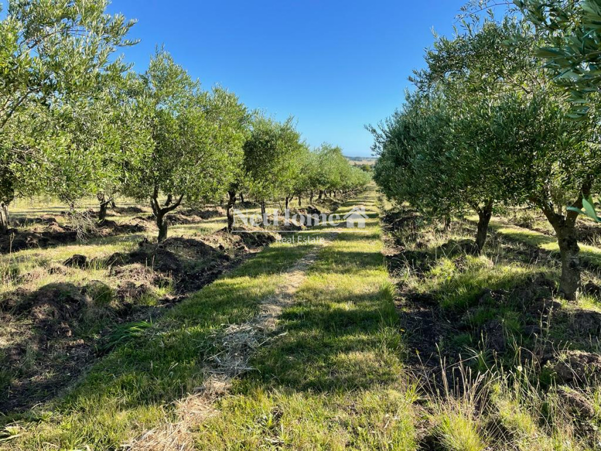 Campo Ref.310 - Fraccionamiento ya aprobado - 90Ha Jose Ignacio