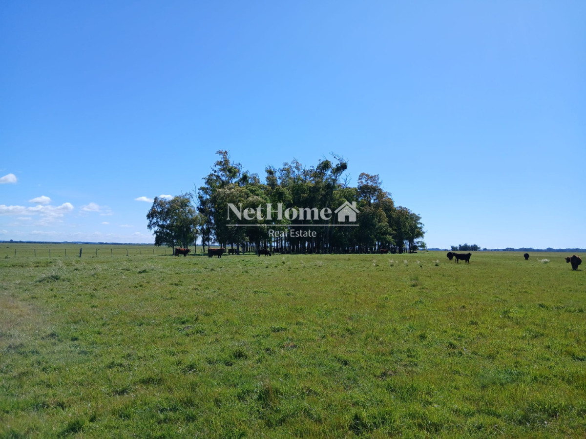 Campo Ref.309 - Campo Ganadero 550Ha Paysandú