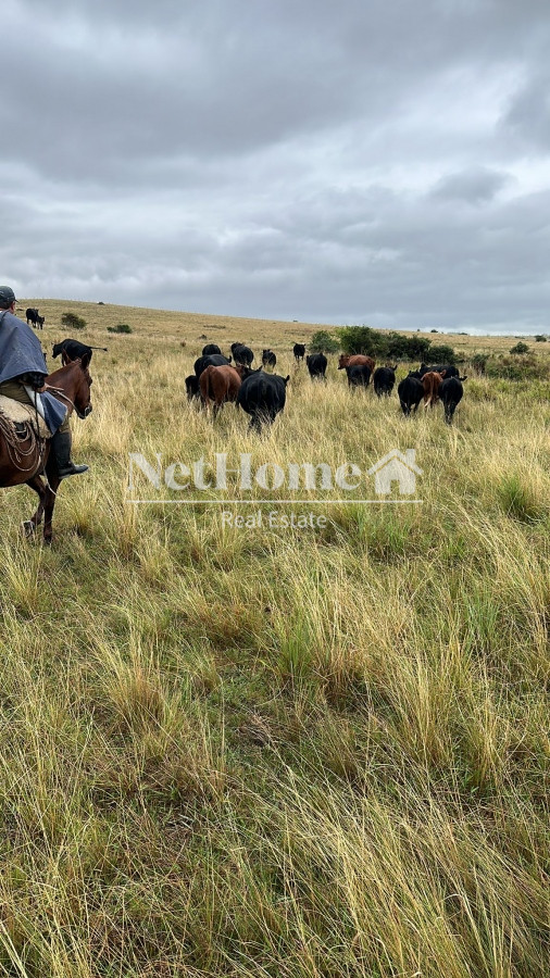 Campo Ref.304 - Campo 500Ha Ganadero-Agricola Minas
