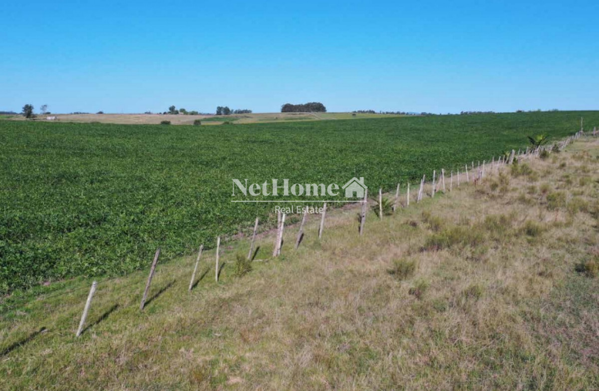 Campo Ref.295 - 148 Ha Establecimiento Migues