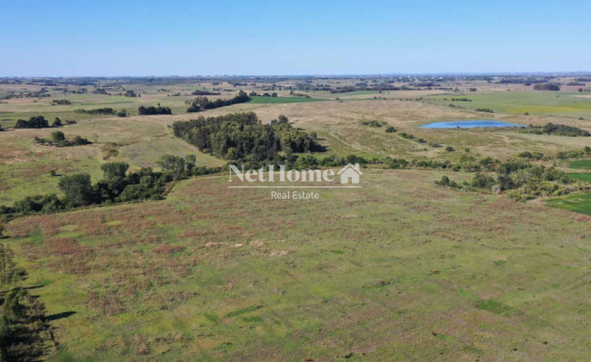 Campo Ref.295 - 148 Ha Establecimiento Migues