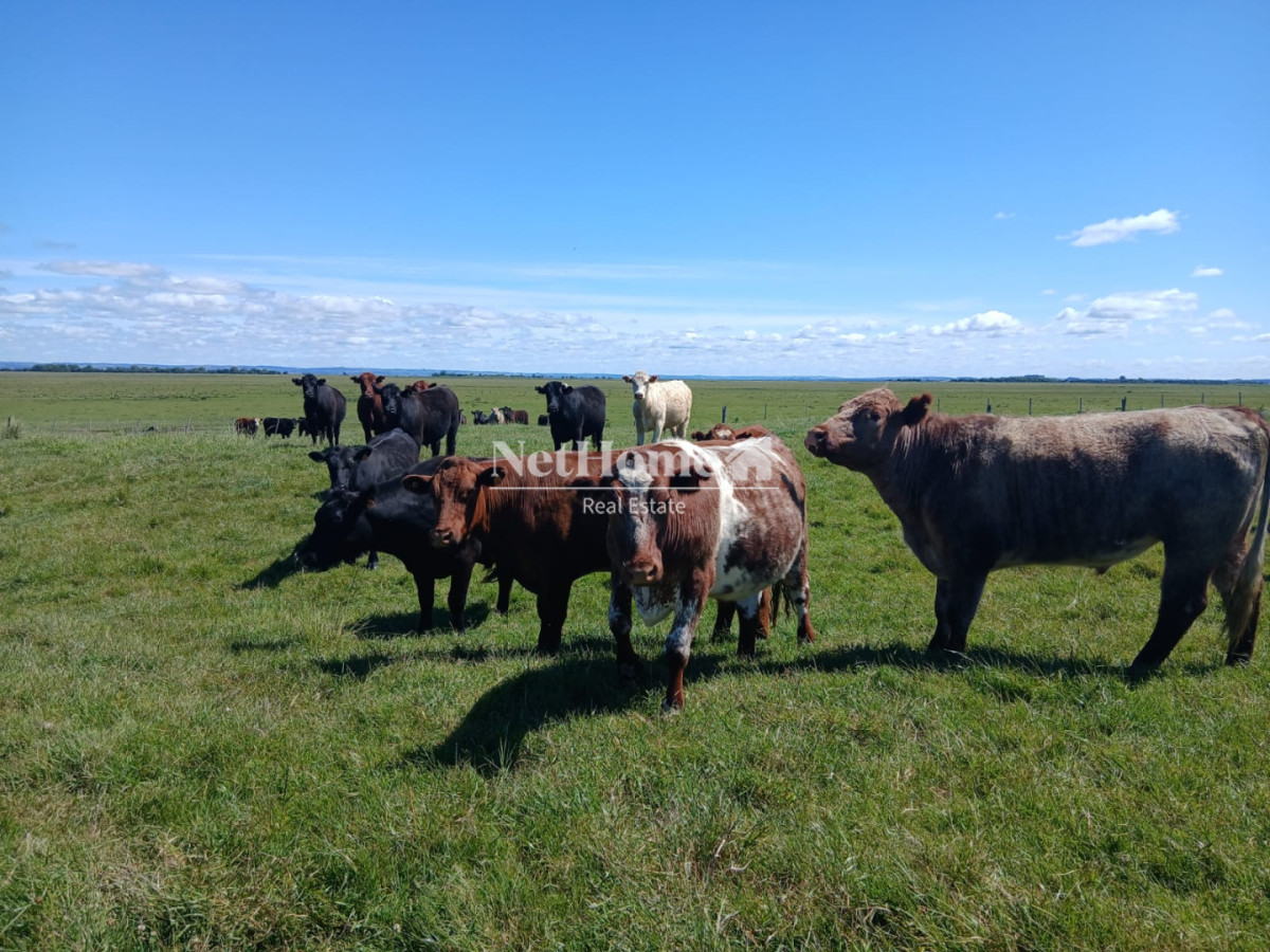 Campo Ref.309 - Campo Ganadero 550Ha Paysandú