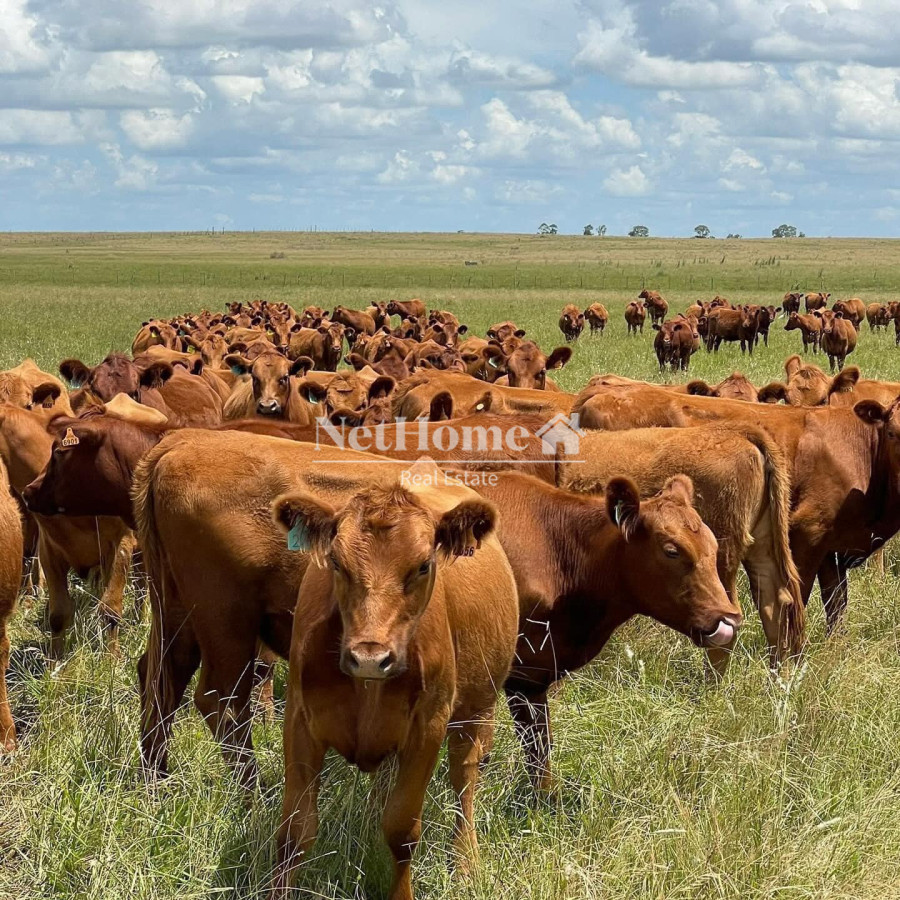 Campo Ref.626 - Campo Venta 1081 ha Paso de los Toros