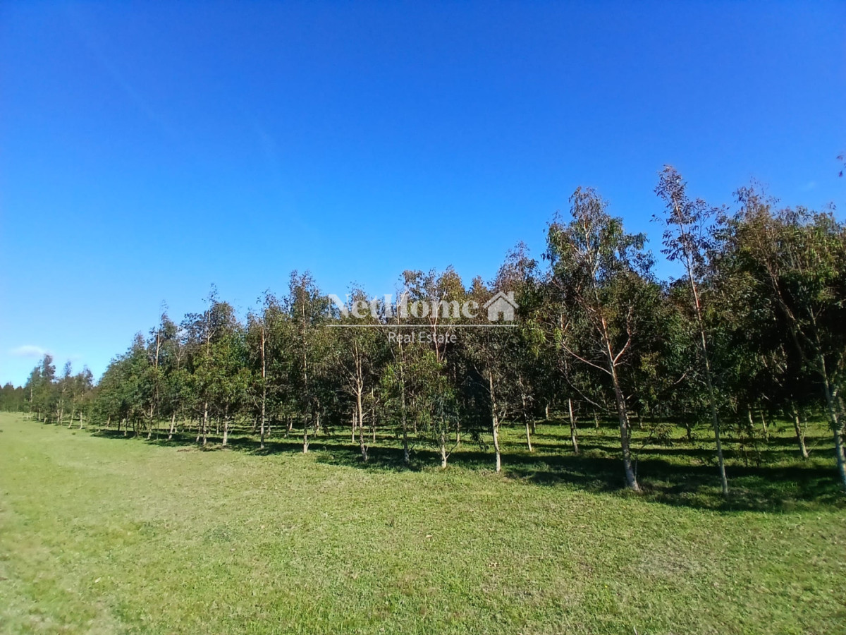 Campo Ref.305 - Campo 55Has Forestal-Turistico Pueblo Nuevo