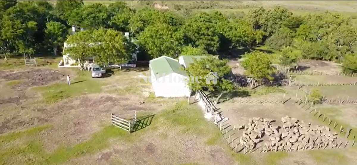 Campo Ref.303 -  Artigas Campo 1000 Ha Ganadero 