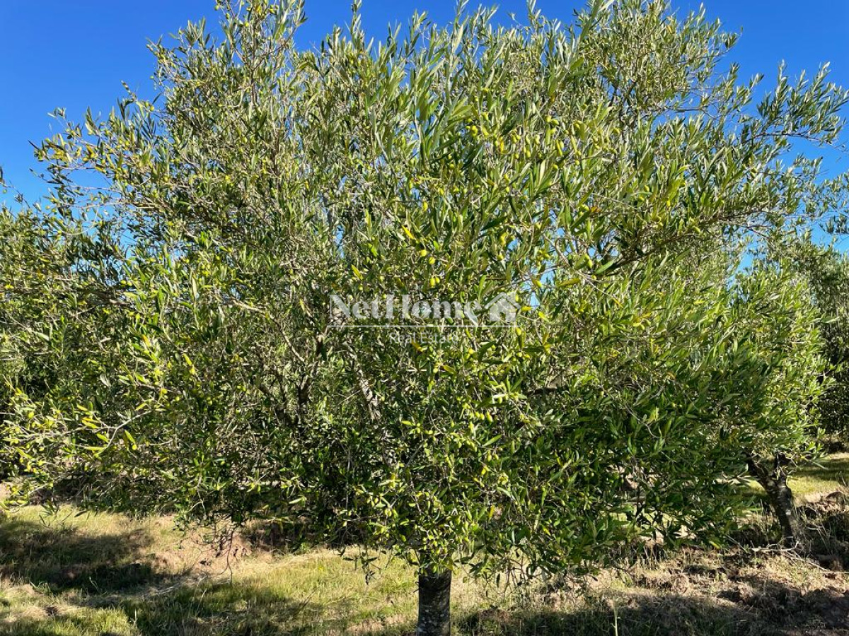 Campo Ref.310 - Fraccionamiento ya aprobado - 90Ha Jose Ignacio