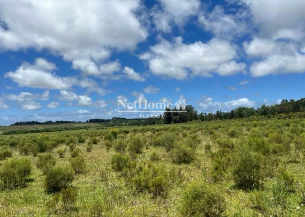 Campo Ref.1030 - 11 HECTARESD EN VENTA RUTA 104 , KILOMETRO 8