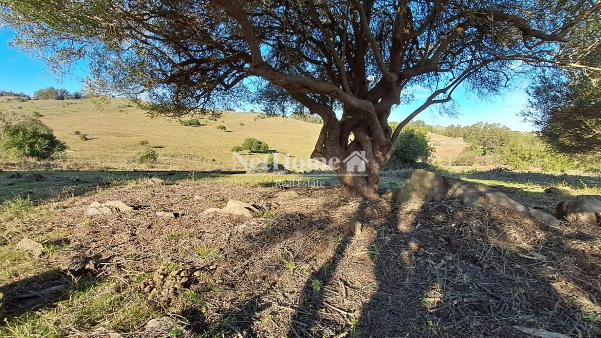 Campo Ref.959 - CAMPO DE 26 HECTAREAS EXCELENTE UBICACION 