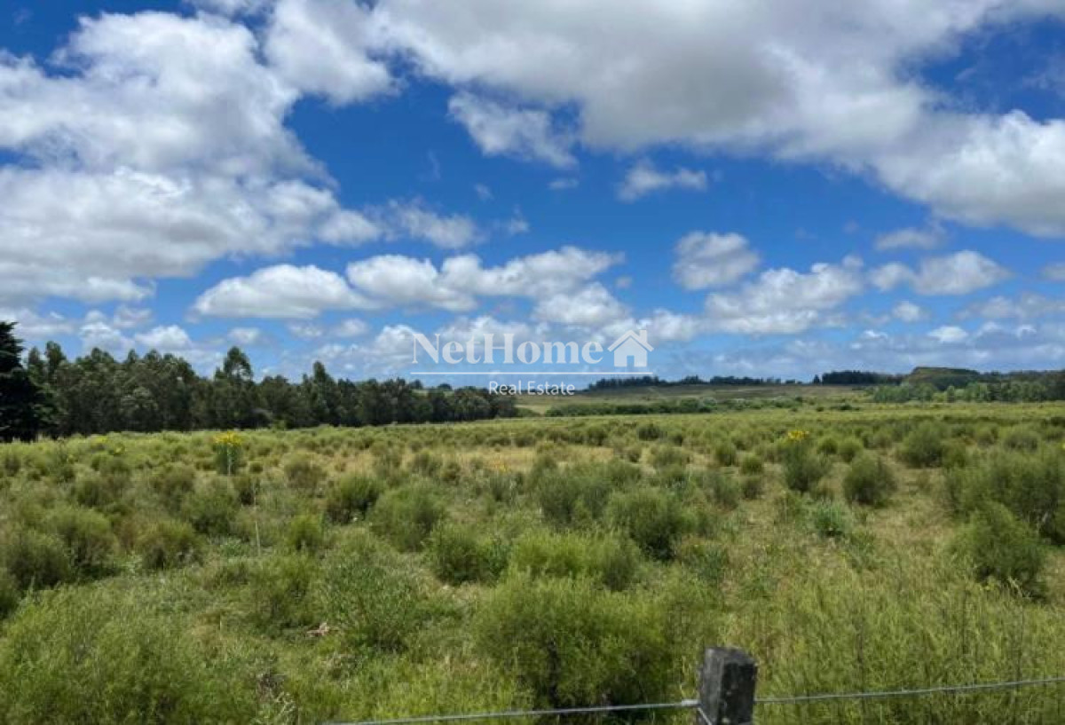 Campo Ref.1030 - 11 HECTARESD EN VENTA RUTA 104 , KILOMETRO 8