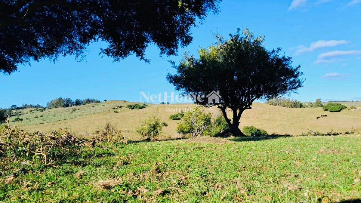 Campo Ref.959 - CAMPO DE 26 HECTAREAS EXCELENTE UBICACION 