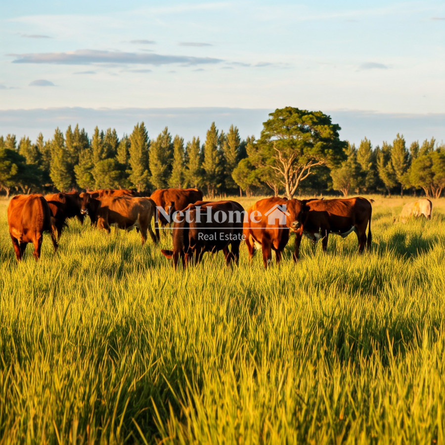 Campo Ref.975 - Campo Ganadero Forestal 3000 ha Treinta y Tres