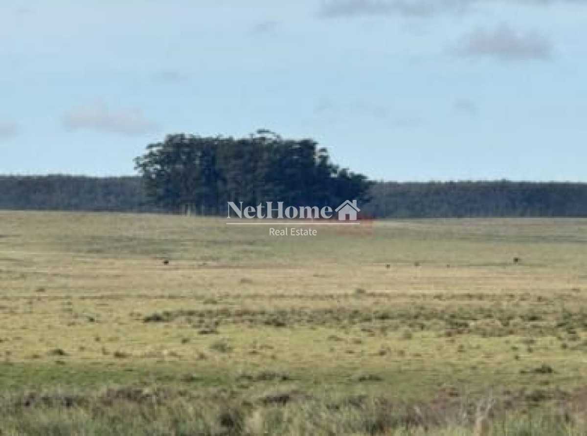 Campo Ref.1128 - 650 ha Agricolas Ganaderas Rocha