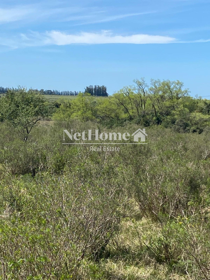 Campo Ref.967 - EXELENTE CAMPO DE 12 HETAREAS SOBRE RUTA 9