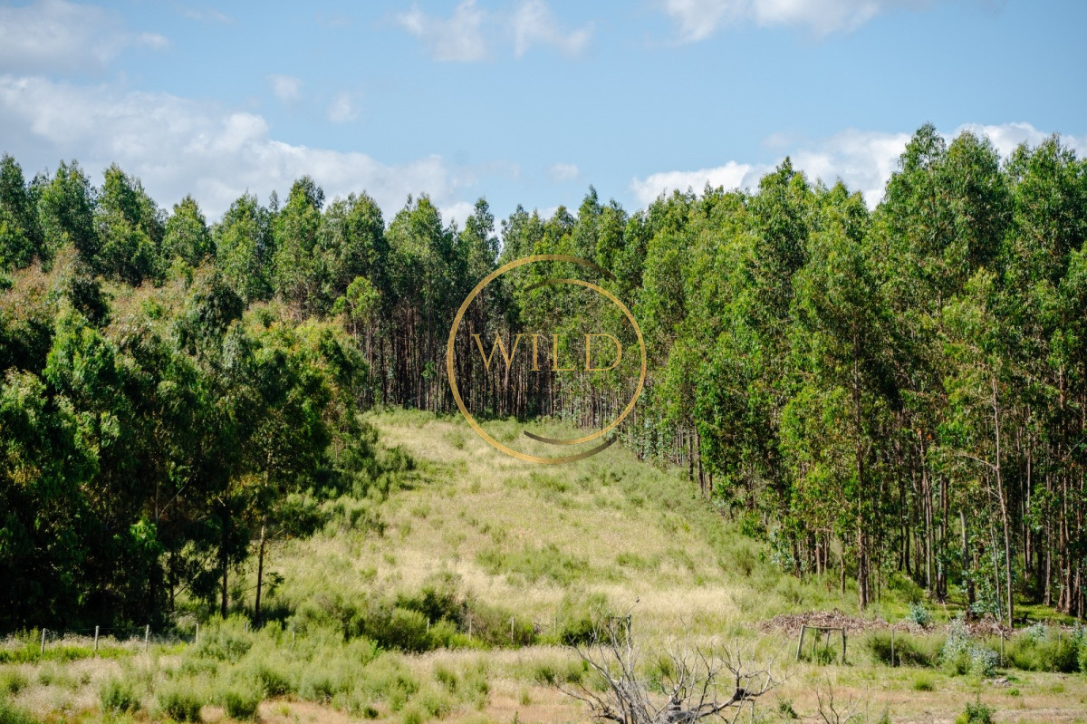 Campo Ref.4887 - VENTA DE CAMPO COMPLETO EN MIGUES CANELONES DE 72has.