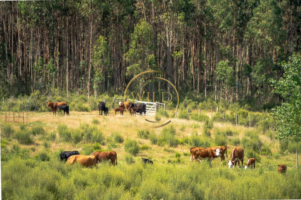 Campo Ref.4887 - VENTA DE CAMPO COMPLETO EN MIGUES CANELONES DE 72has.