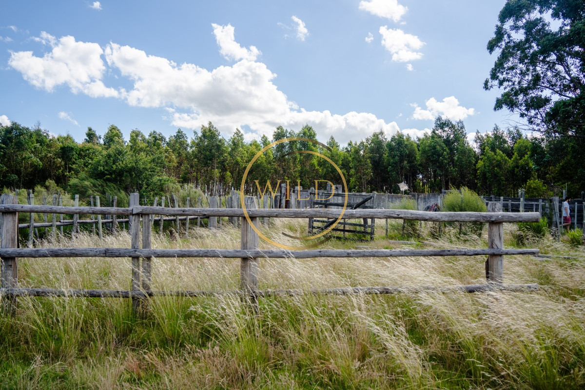 Campo Ref.4887 - VENTA DE CAMPO COMPLETO EN MIGUES CANELONES DE 72has.