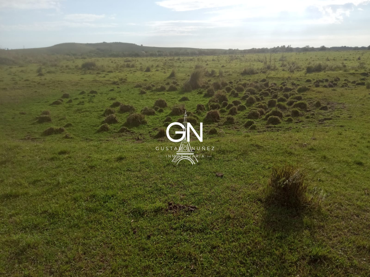 Campo Ref.2800 - Campo ganadero en Tacuarembó.