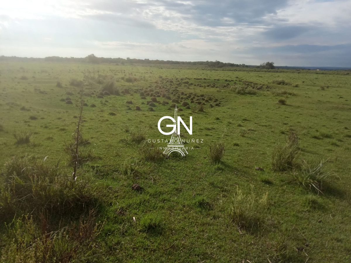 Campo Ref.2800 - Campo ganadero en Tacuarembó.