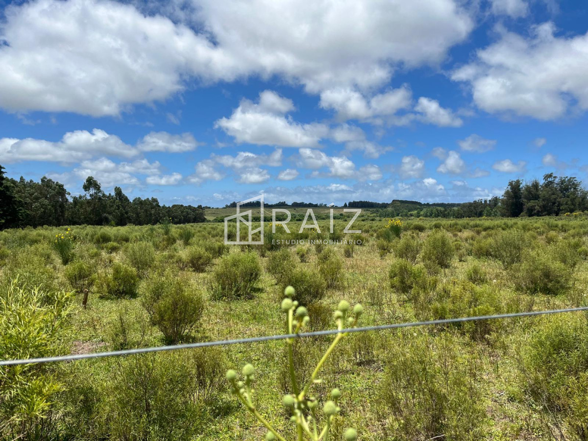 Chacra ID.11702 - VENTA 11 HECTAREAS RUTA 104