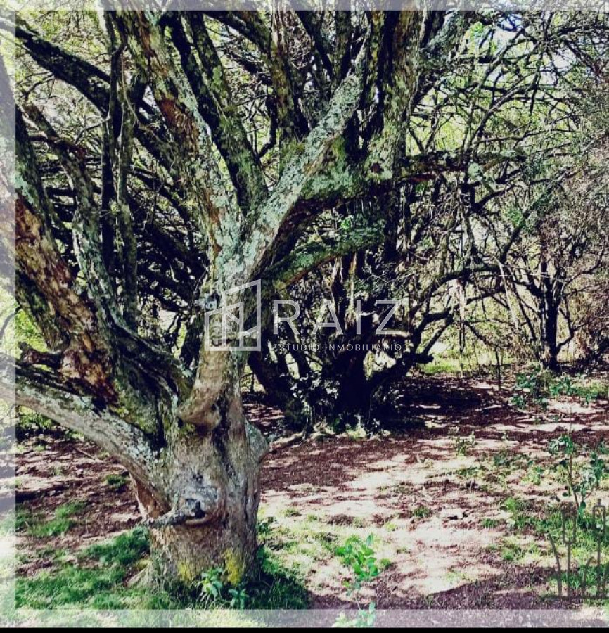 Chacra ID.6520 - VENTA CHACRA 8 HÁS LAS CAÑAS