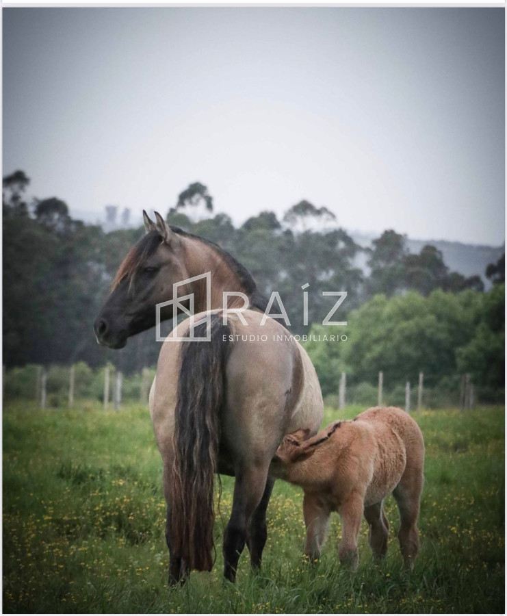 Chacra ID.7121 - CHACRA EN VENTA 134 HAS MALDONADO