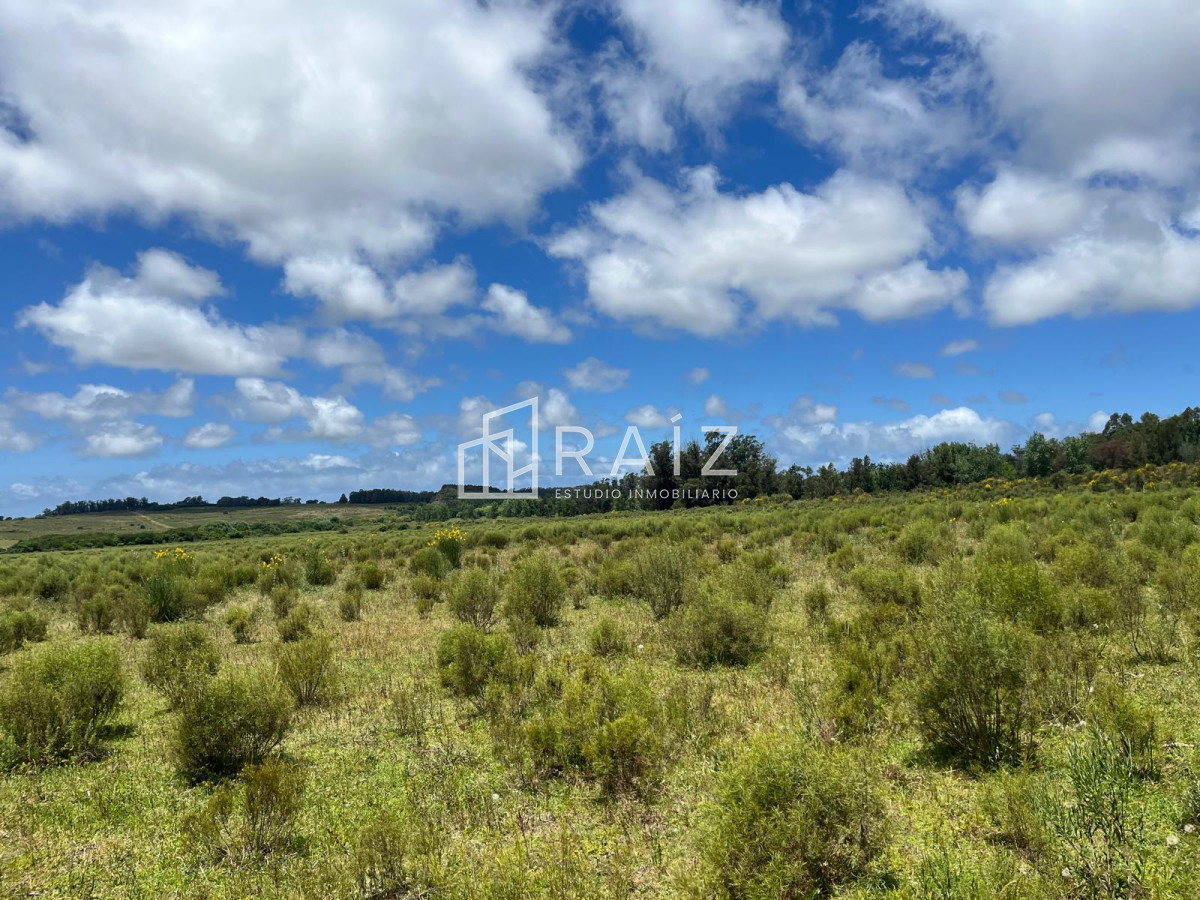 Chacra ID.11702 - VENTA 11 HECTAREAS RUTA 104