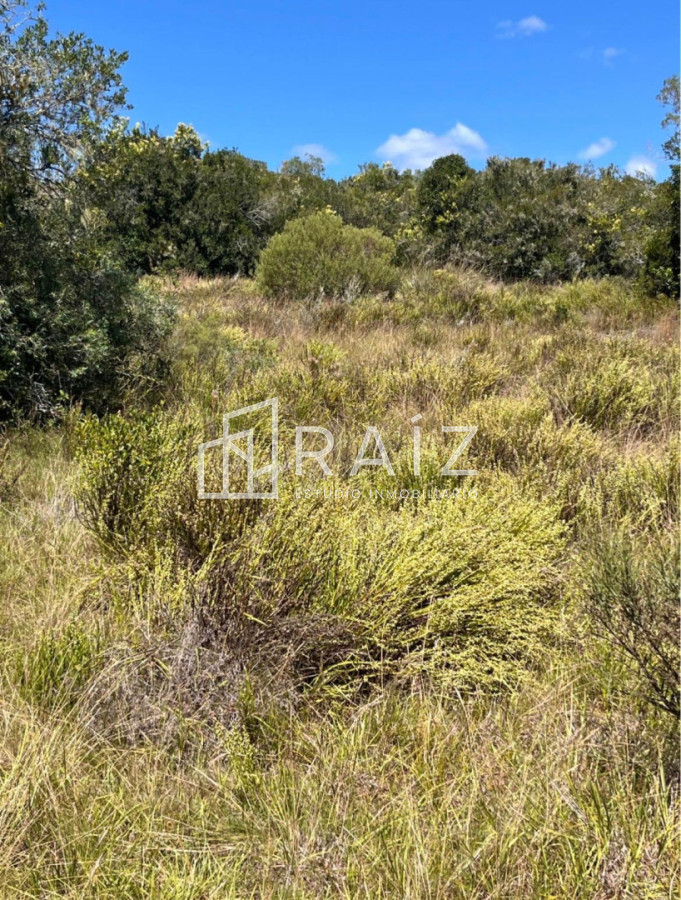 Campo Ref.12082 - VENTA CAMPO 8 HAS RUTA 39 