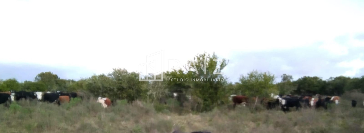 Campo Ref.9740 - CHACRA EN VENTA EN PARTIDO NORTE