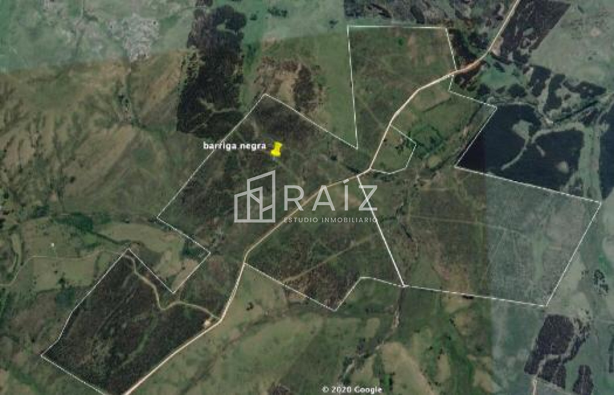 Campo Ref.4316 - BUEN  CAMPO DE 283 ha. DE LAS CUALES 60ha.SON FORESTADAS  