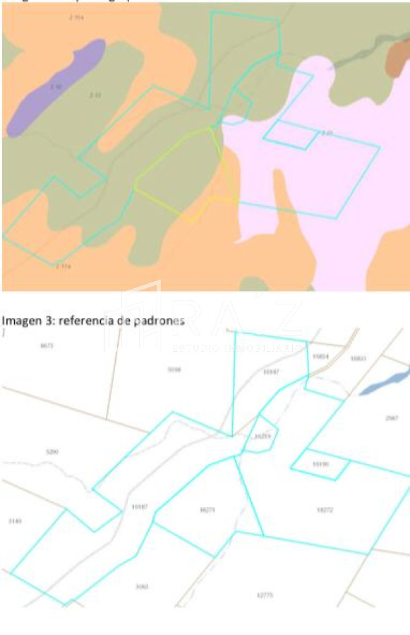 Campo Ref.4316 - BUEN  CAMPO DE 283 ha. DE LAS CUALES 60ha.SON FORESTADAS  